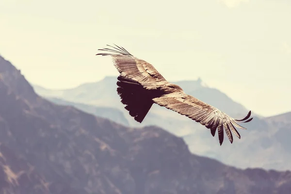 Condor volante nel canyon di Colca — Foto Stock