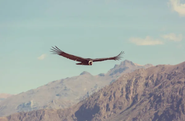 Condor volante nel canyon di Colca — Foto Stock