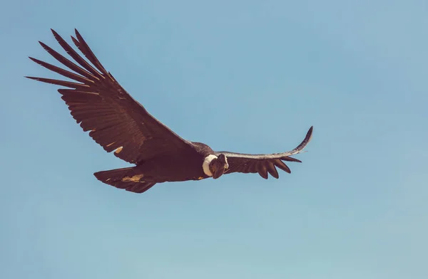 Літаючих кондор в ущелини Колка — стокове фото