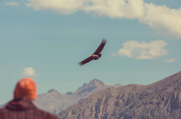 Latający condor w kanionie Colca — Zdjęcie stockowe