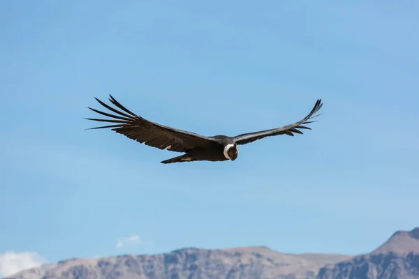 Condor volante nel canyon di Colca — Foto Stock