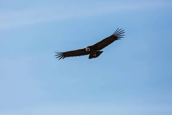 Latający condor w kanionie Colca — Zdjęcie stockowe