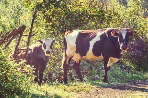 Çayır kırsal olay yerinde otlayan inekler 