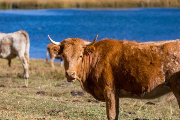 牧场上的奶牛放牧 — 图库照片