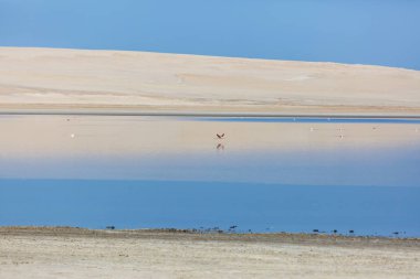 Flamingo kuşları Peru