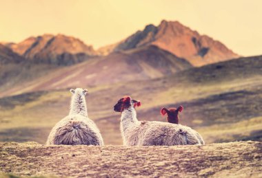 Arjantin uzak alandaki Lama