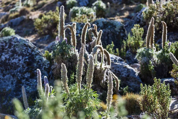 Hermosas flores en las montañas Cordillera Huayhuash — Foto de Stock