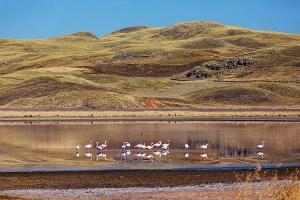 Flamingo kuşları Peru