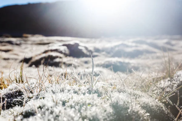 Primer plano de la hierba congelada —  Fotos de Stock