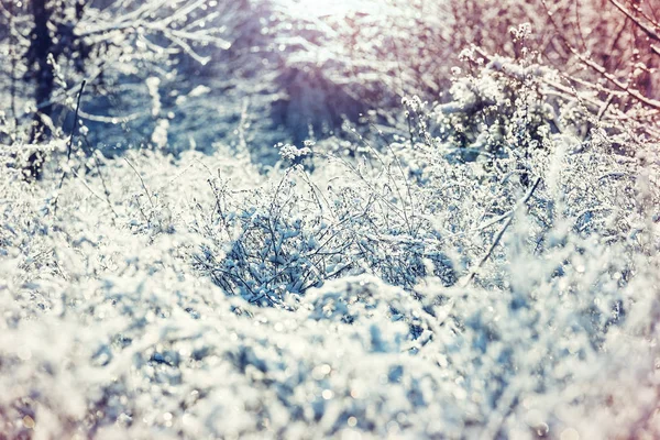 Close-up shot of the frozen grass — Stock Photo, Image