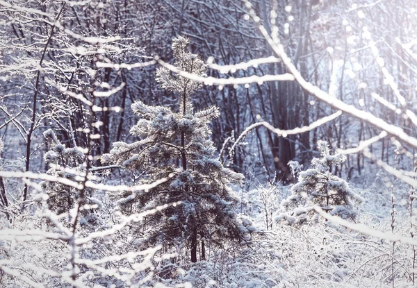 Hutan tertutup salju yang indah — Stok Foto