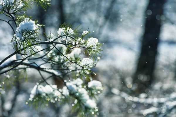 Pintoresco bosque cubierto de nieve —  Fotos de Stock