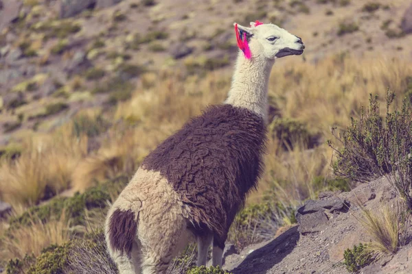 Llama em área remota da Argentina — Fotografia de Stock