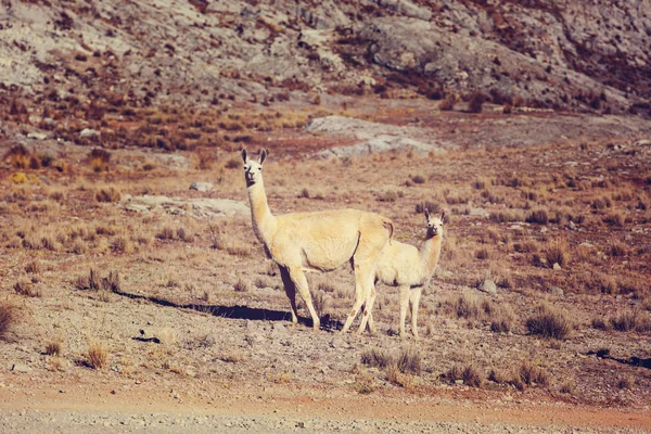 Lama in abgelegener Gegend Argentiniens — Stockfoto