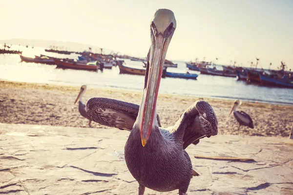 Pelikaan vogels op zand strand — Stockfoto