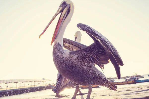 Пеликаны на песчаном пляже — стоковое фото