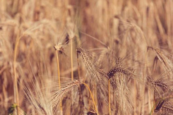 Wheat field, close up shot — Stock Photo, Image