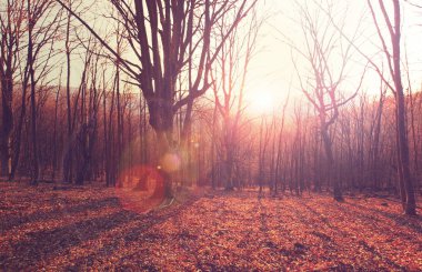 Renkli güneşli orman sahne Sonbahar sezonu 