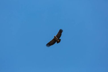 Colca Kanyonu'uçan akbaba