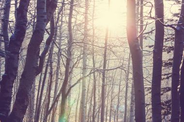 Doğal karla kaplı orman 