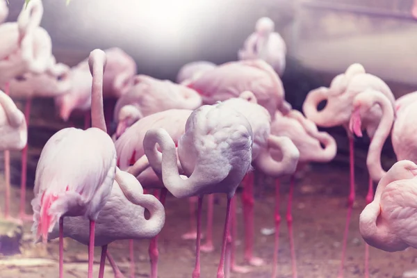 Flamingo ptáci v Peru — Stock fotografie