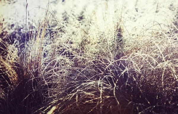 Close-up shot of the frozen grass — Stock Photo, Image