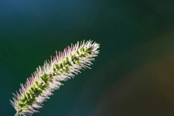 Nasses Gras aus nächster Nähe — Stockfoto