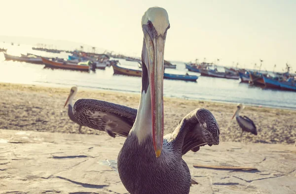 Pelican uccello da vicino — Foto Stock