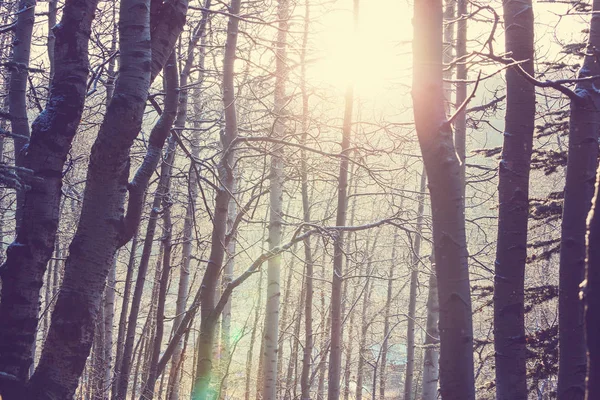 Floresta coberta de neve — Fotografia de Stock