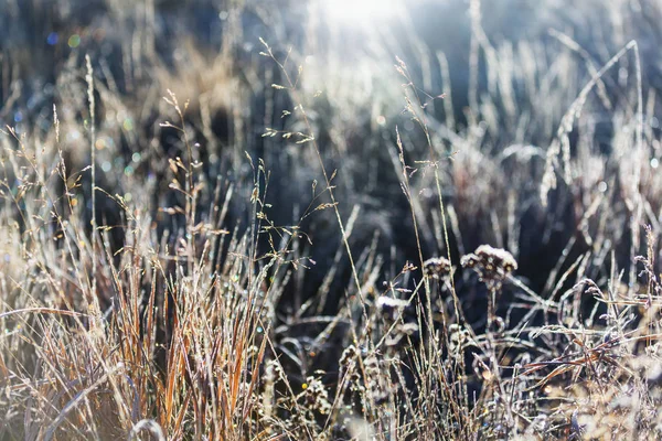 Zonnige dag op de weide — Stockfoto