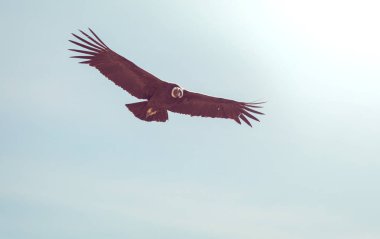 Colca Kanyonu'uçan akbaba