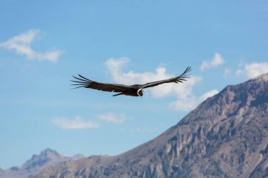 Colca Kanyonu'uçan akbaba