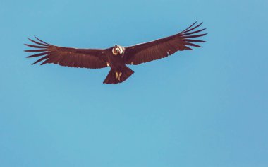 Colca Kanyonu'uçan akbaba