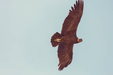 Colca Kanyonu'uçan akbaba