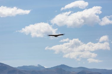 Colca Kanyonu'uçan akbaba