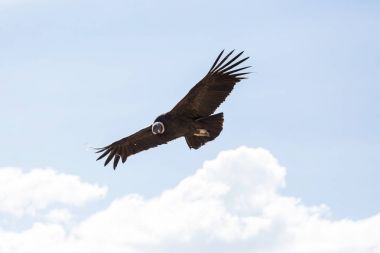 Colca Kanyonu'uçan akbaba