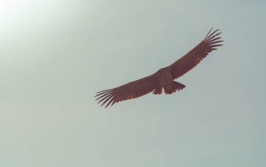 Colca Kanyonu'uçan akbaba