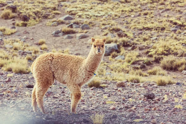 Peruanisches Alpaka in den Anden — Stockfoto