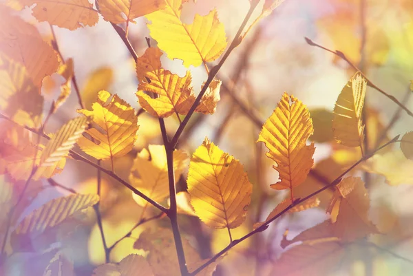 Барвисте жовте листя в осінній сезон — стокове фото