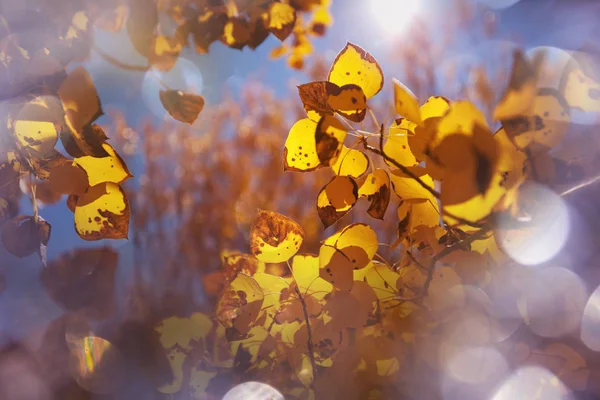 Colorful yellow leaves in Autumn season — Stock Photo, Image