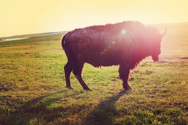 Buffalo Yellowstone Stati Uniti — Foto Stock