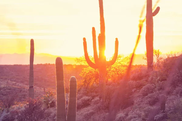 Εθνικό πάρκο Saguaro — Φωτογραφία Αρχείου