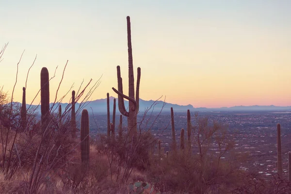 Národní park Saguaro — Stock fotografie