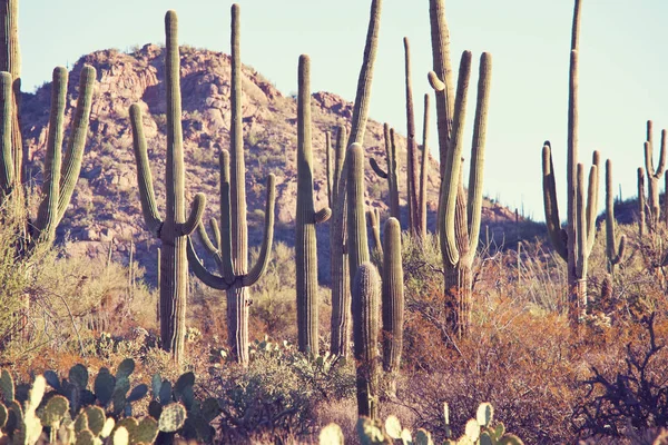 Parque Nacional Saguaro — Foto de Stock