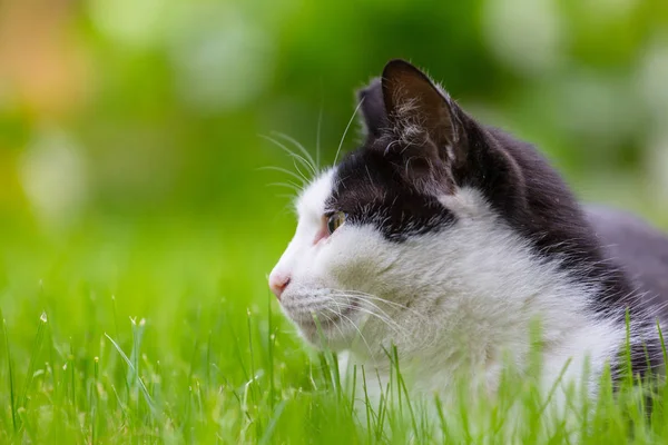 Close up of domain cat — стоковое фото