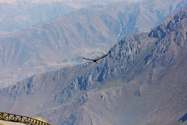 Flying condor in the Colca canyon — Stock Photo, Image