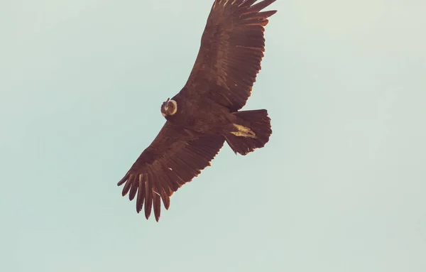 在科尔卡大峡谷飞行神鹰 — 图库照片