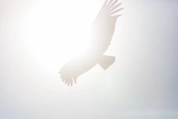 Flying condor in the Colca canyon — Stock Photo, Image