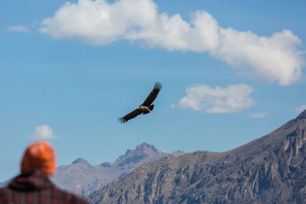 Condor volante nel canyon di Colca — Foto Stock