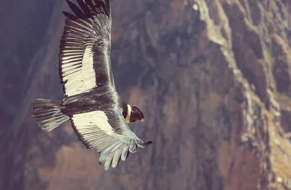 Vliegende condor in de Colca canyon — Stockfoto